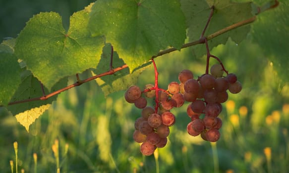 Two bunches of red grapes in the morning light