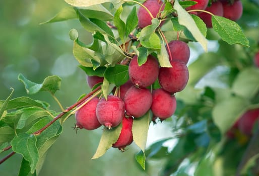 Ripe little apples on a tree in the garden