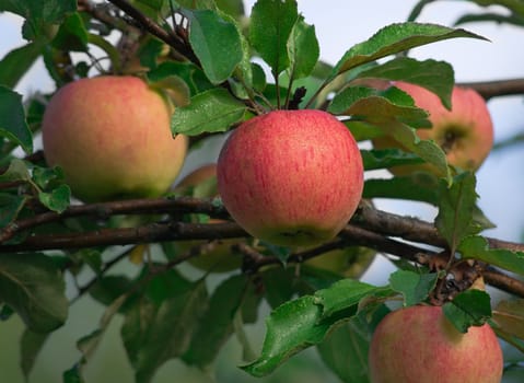 Ripe apples on a tree in the garden