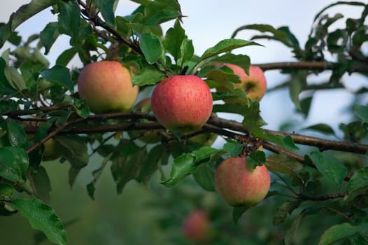 Ripe apples on a tree in the garden