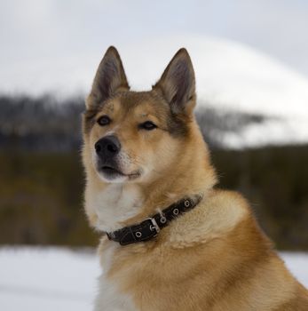 Portrait of a red-haired hunting dog in the background of a winter forest