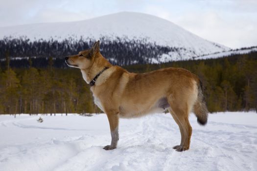 Hunting dog in winter forest on the background of the mountains