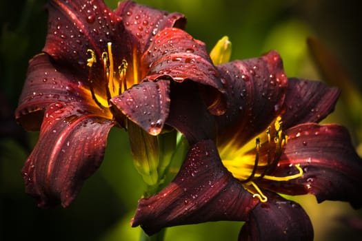 Beautiful dark red daylilies blooming in the summer sun