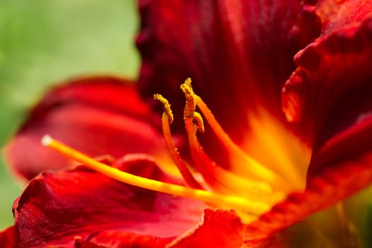 Close view to deep red day lily or Hemerocallis blooming in garden in summer