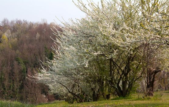 Flowering trees a spring day at Castelvetro, Italy