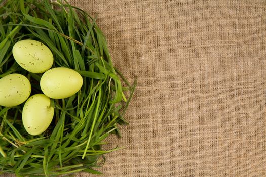 Grass nest with eggs, lot of copy-space  