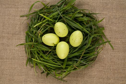 Grass nest with eggs, focus on eggs 