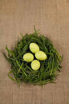 Grass nest with eggs, focus on eggs 