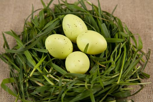 Close-up of grass nest with eggs, focus on eggs 