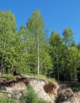 Birches on the edge of the cliff