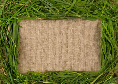 Grass frame over canvas background 