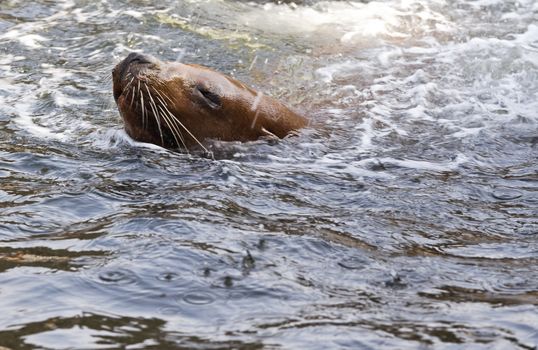 Sea-lion swimming and splashing water