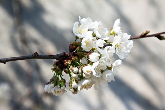 white flowers of cherry blossom in spring