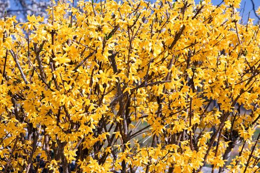 beautiful yellow flowers of forsythia in early spring