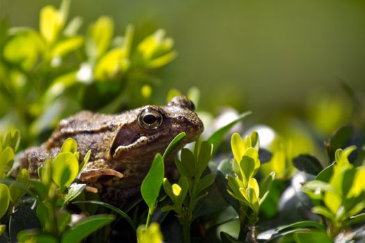 Common frog in Buxus bush hunting for insects