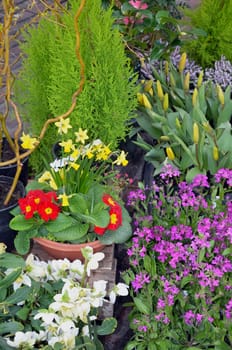 Colorful spring garden in bloom