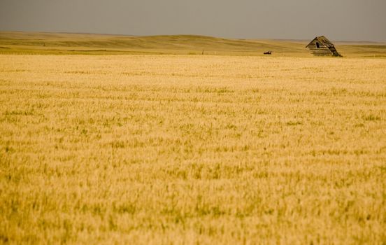 Rural Saskatchewan in summer with crops Canada