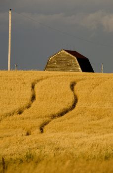Rural Saskatchewan in summer with crops Canada Barn