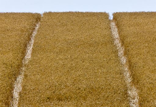 Rural Saskatchewan in summer with crops Canada