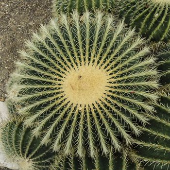 Echinocactus grusonii succulent plant