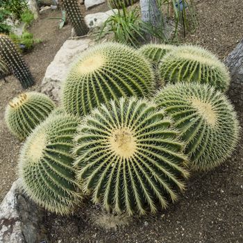 Echinocactus grusonii succulent plant