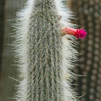 Red flower of a thorny succulent plant