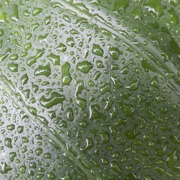 Rain drops on green leaf