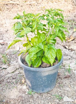 This is a pepper tree in pot