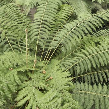 View form above of tree ferns