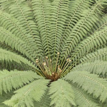 View form above of tree ferns
