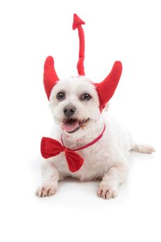 A white dog lying down with red devil horns, bow tie and tail