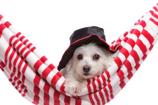A cute puppy dog wearing a hat.  White background.