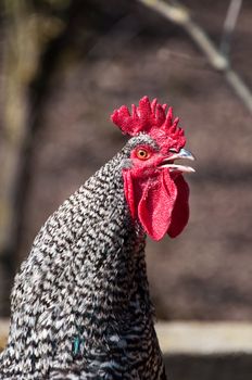 Closeup of a crowing cock rooster´s head