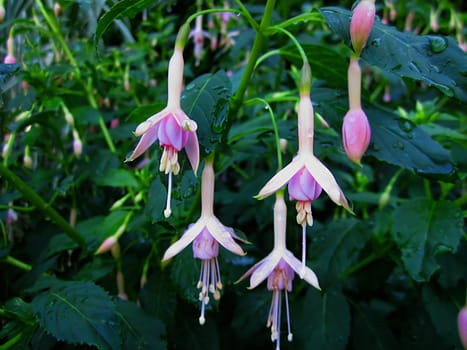 Hummingbird Fuchsia (Latin Name: Fuchsia magellanica) is a flowering shrub of the Evening Primrose family.  It is native to Argentina, Chile, Paraguay and Uruguay.