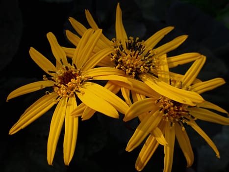 Summer Ragwort (Latin Name: Ligularia dentata 'Britt-Marie Crawford') is a perennial plant that is native to China and Japan.