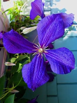 Jackman's Clematis (Latin Name: Clematis 'Jackmanii') is a hybrid perennial flowering vine known for its large purple blooms.