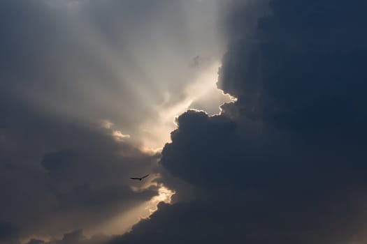 The sun's rays through storm clouds and a bird in the sky