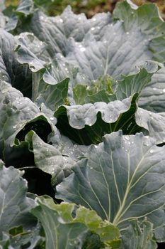 cabbage with water drops on the sheets from top to close