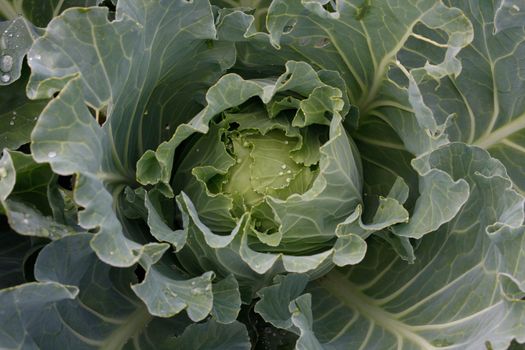 cabbage with water drops on the sheets from top to close