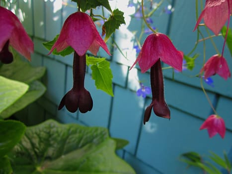 Purple Bell Vine (Latin Name: Rhodochiton atrosanguineum) is a flowering vine native to southwest Mexico.