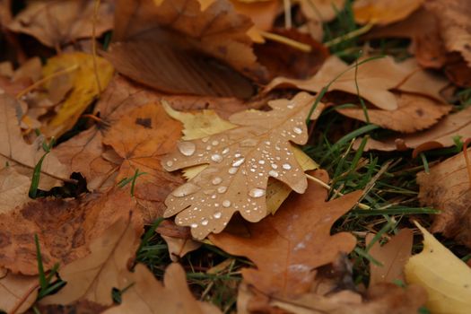 brown autumn leaves of the trees lie on the grass with water drops