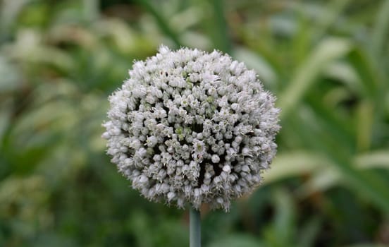 Garlic flower close-up on a green background