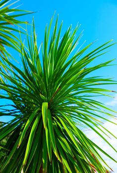 green palm leaf on blue sky