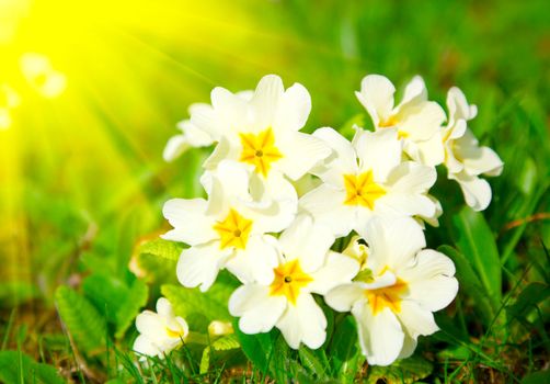 beautiful primulas on green grass background