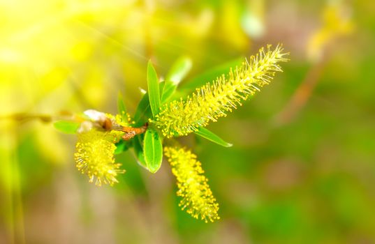 macro shot of blooming willow tree. Salix caprea. summertime