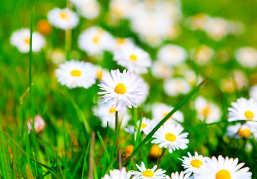 Daisies in a meadow with sunlight, close-up