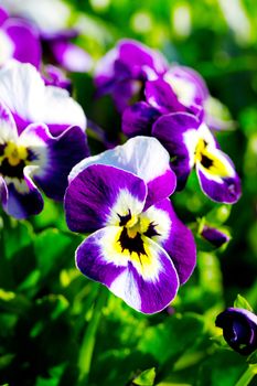 Violas or Pansies Closeup in a Garden