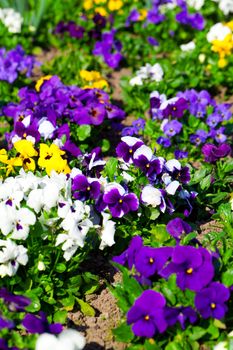 Variety of petunias