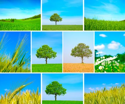 assortment of spring and summer landscape - green tree on the blue sky, green field, wheat harvest, chamomill
