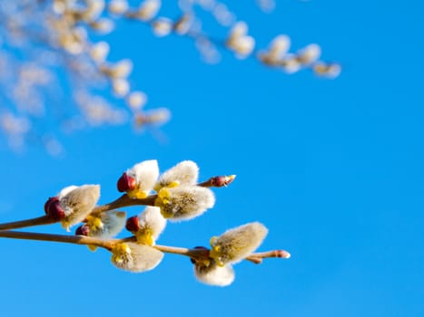 Branch with willow buds (pussy willows) with sunlight , spring photo